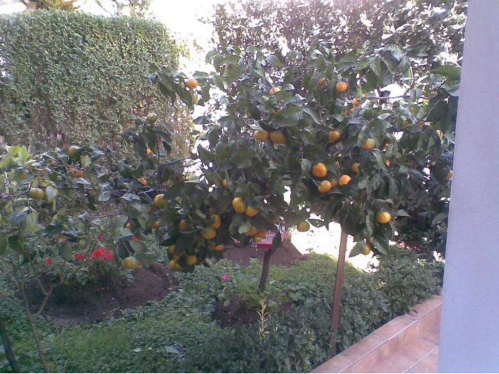 Kuljic Guest house